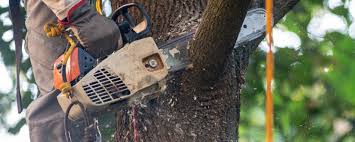 Why Choose Our Tree Removal Services in East Petersburg, PA?