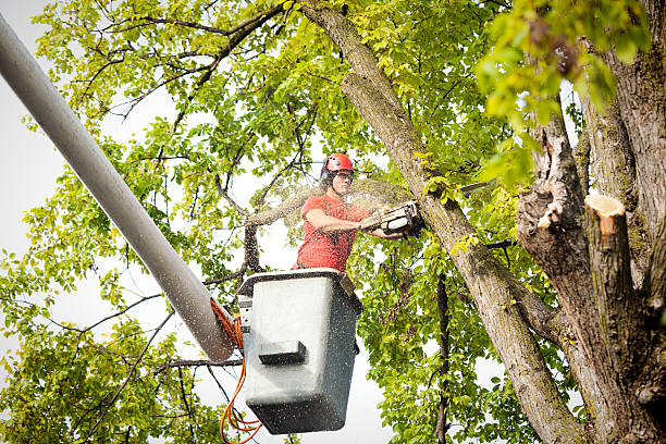 Seasonal Cleanup (Spring/Fall) in East Petersburg, PA